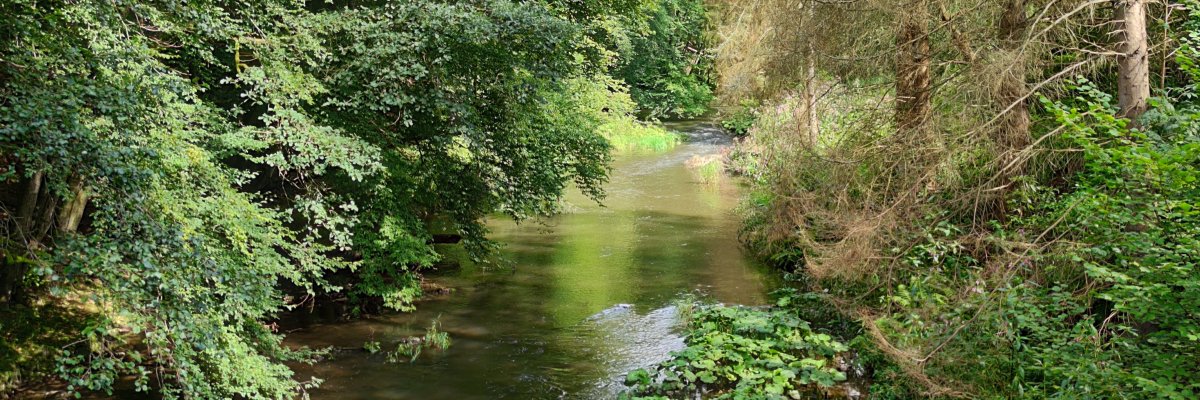 Waldbach in Montabaur
