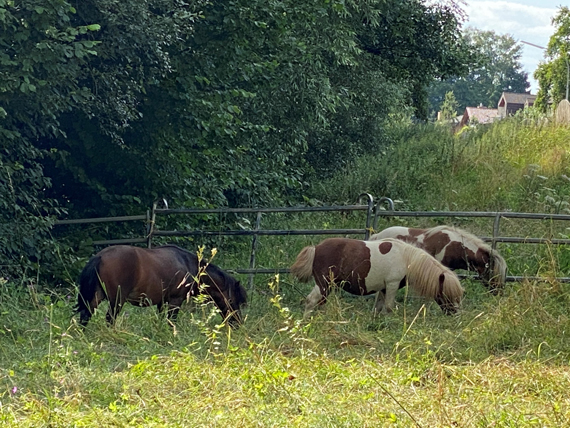 Kinderland Balu mit Streichelzoo und Ponyreiten in der Freizeitanlage Quendelberg