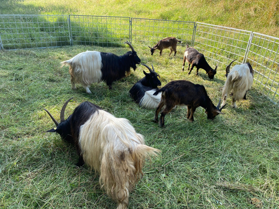 Kinderland Balu mit Streichelzoo und Ponyreiten in der Freizeitanlage Quendelberg