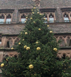Nadelbäume für den Adventsschmuck der Stadt Montabaur gesucht Nadelbäume für den Adventsschmuck der Stadt Montabaur gesucht