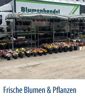 Frische Blumen und Pflanzen