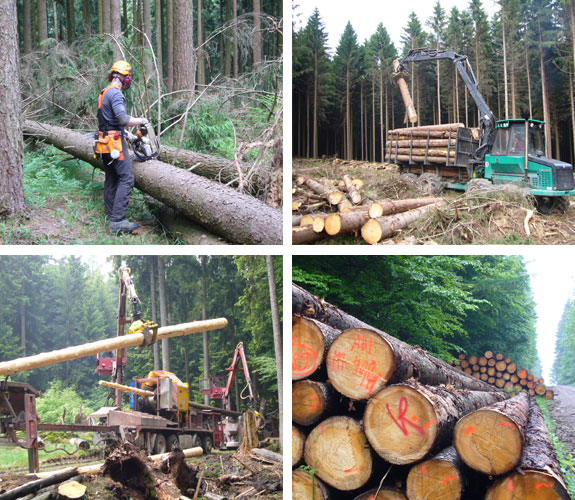 Der Stadtwald als Holzlieferant: Holzernte, gelagertes Holz, Holzrückung